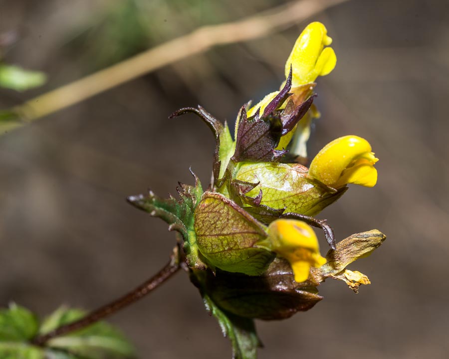 Rhinanthus personatus